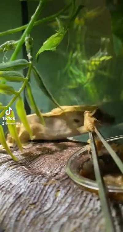 he tries his best