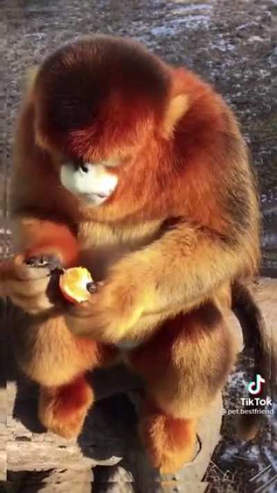 Orange monkey eating a tangerine 🍊
