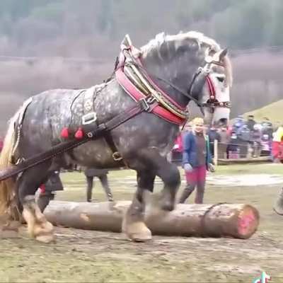of a horse