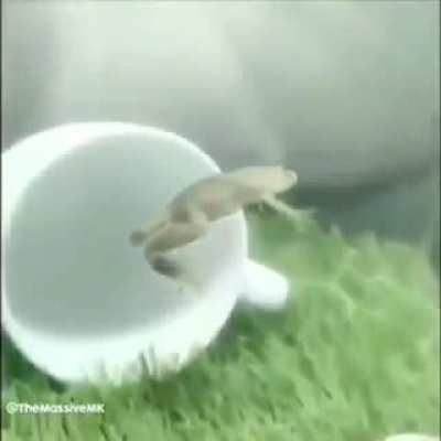 The Frog Ascension