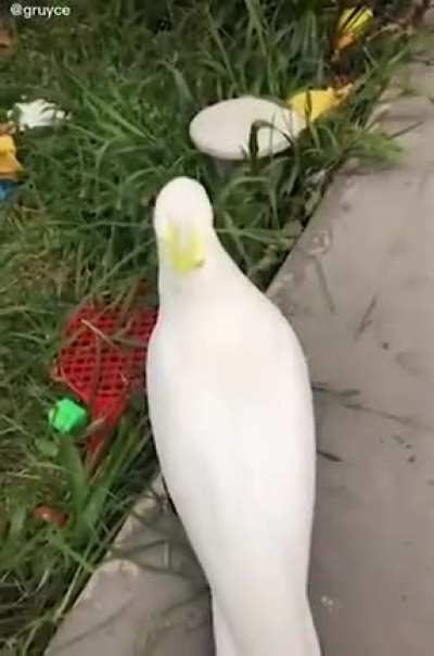 Hold gently like hamburger