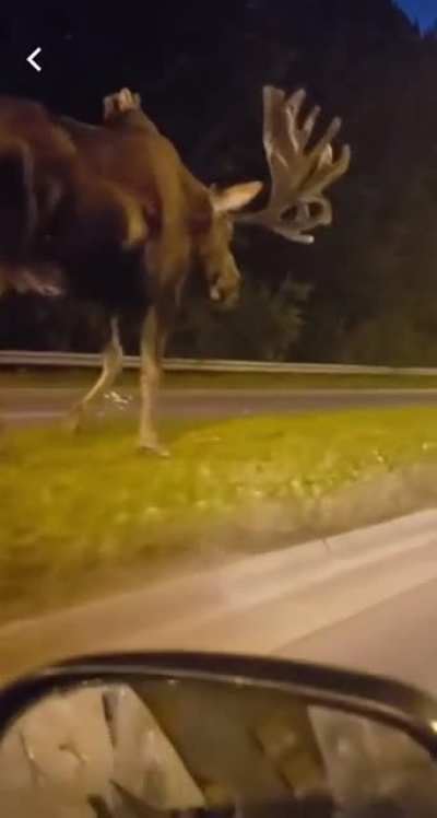 Big as an elephant!