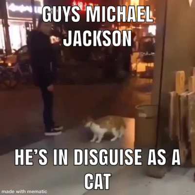MJ Cat
