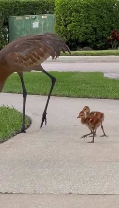 Family Friendly Neighborhood (IG:@sarpmeme)
