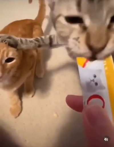 Gatos