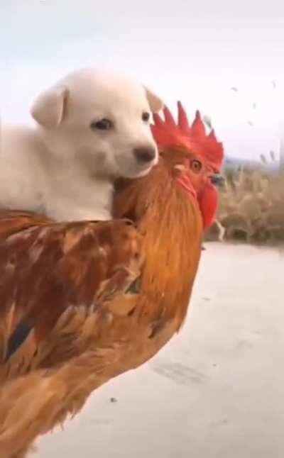 chicken uber