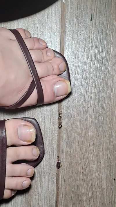 From beetle fragments to beetle dust 👡💕