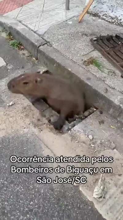 Master Splinter got rescued by firefighters 