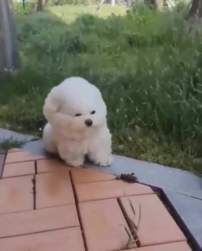 Wind Dried Dog
