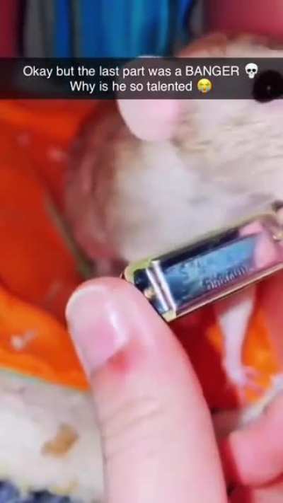 wordington rat