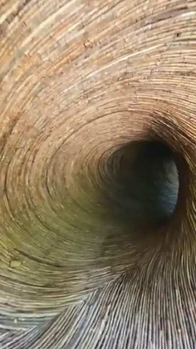 Jungle portals