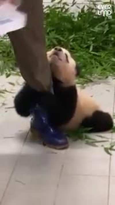 Panda hanging to leg of zookeeper