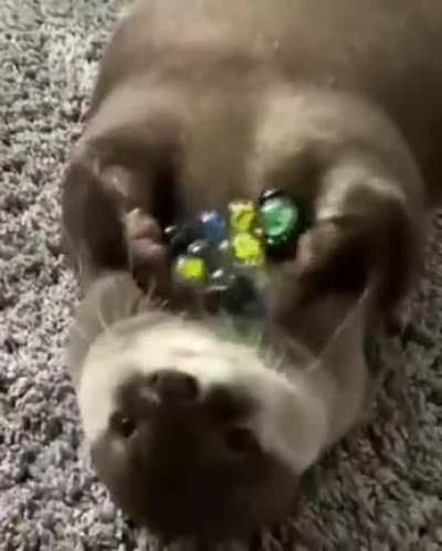 Otter loses his marbles