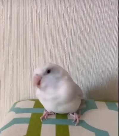 BirdsAreWeird