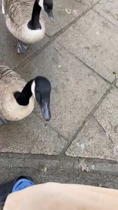 ANGRY GOOSE