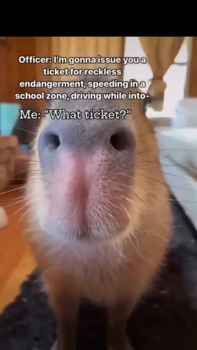 Silly critter 
