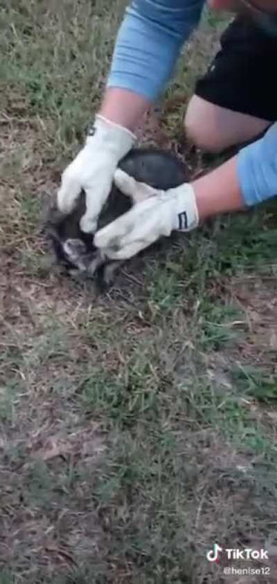 Poor lil raccoon