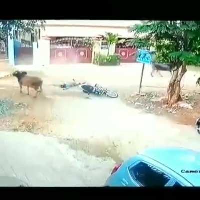 Hit by a buffalo