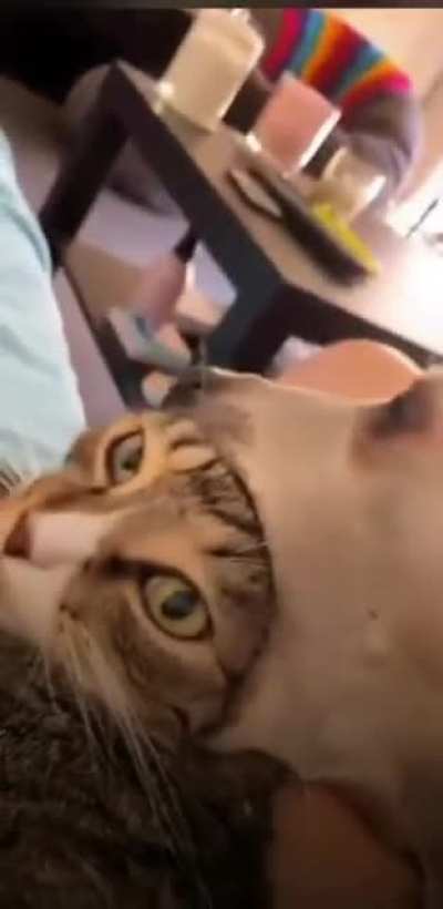 Doggo is now cat-hat