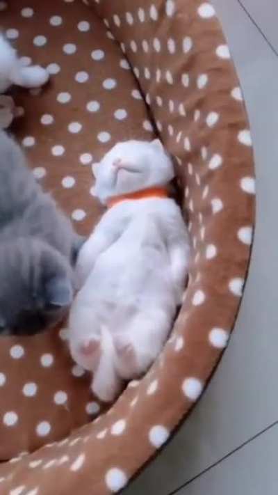 Petting your belly