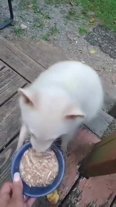 White trash panda