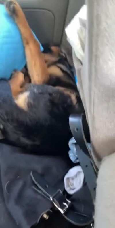 Nothing disrupts his naps