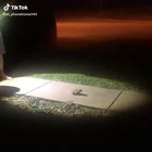 Fear the frog