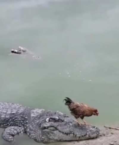 chicken crossing the gator.