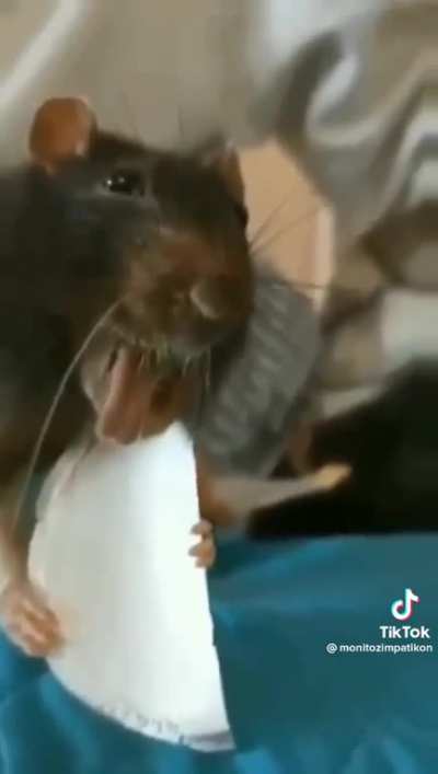 WAZAAAAAA