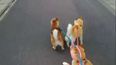 Ok... maybe 3 shibe was a bad idea