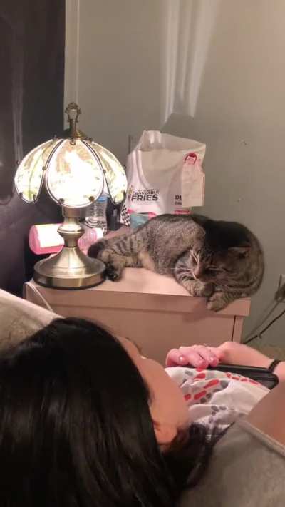 The Booper with adjustable brightness control... cat not included