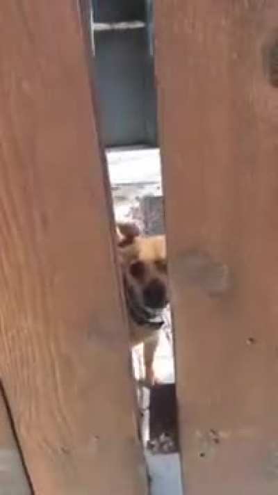 chihuahua says hello