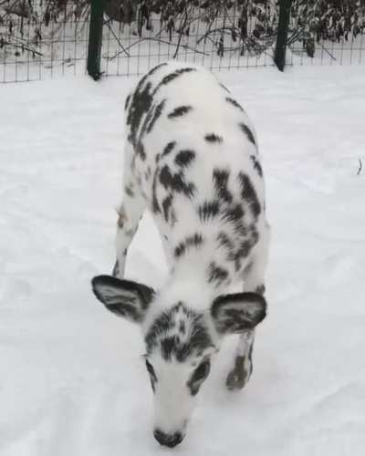A deer of a different color