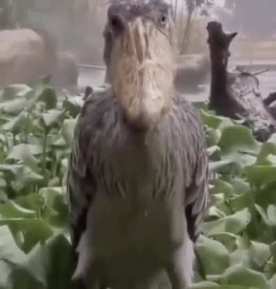 Oh