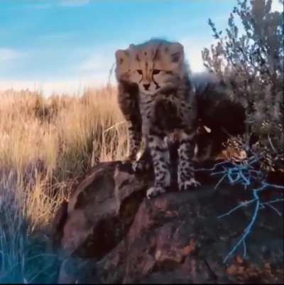 Cheetah introducing photographer to her little Cheetos