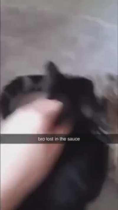 What in the cat