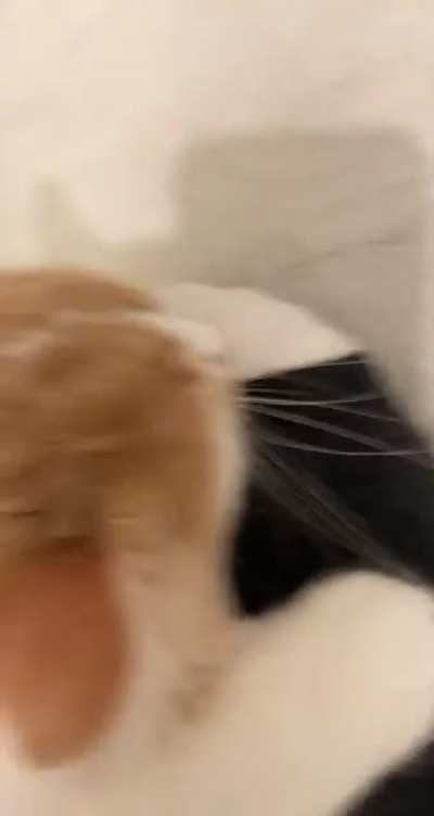 accidentally caught my own perfectly cut scream