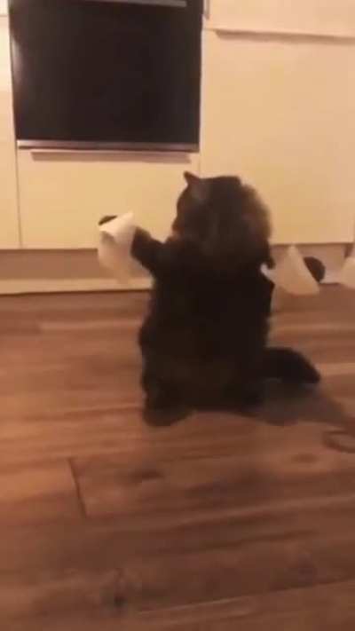 Internet cat funny