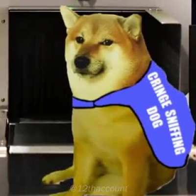 cring sniffing dog