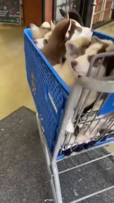 A whole cart of cute puppies
