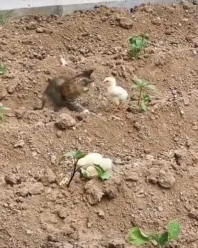 Cat learned that day that chickens are not to be messed around with on certain hours