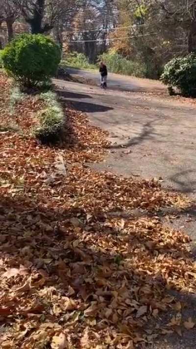 Dogs with very important jobs