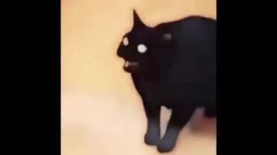 Boyfriend is cat confirmed