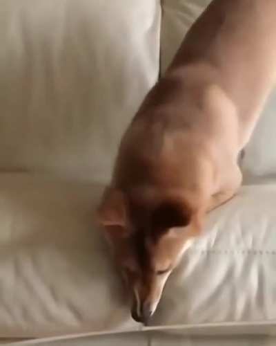 Crumbs from a treat between the cheeks