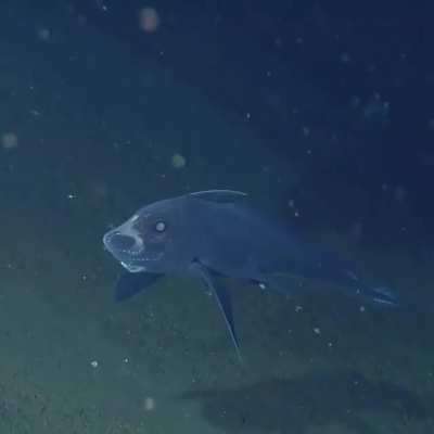 A wonderous encounter with a Ghost Shark!