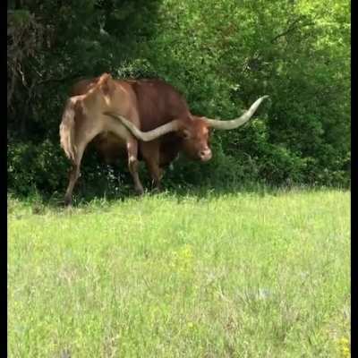 Those horns are for scratchy scratchy bum bum