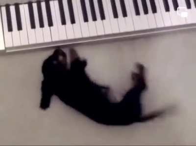 Johann Sebastian Bark