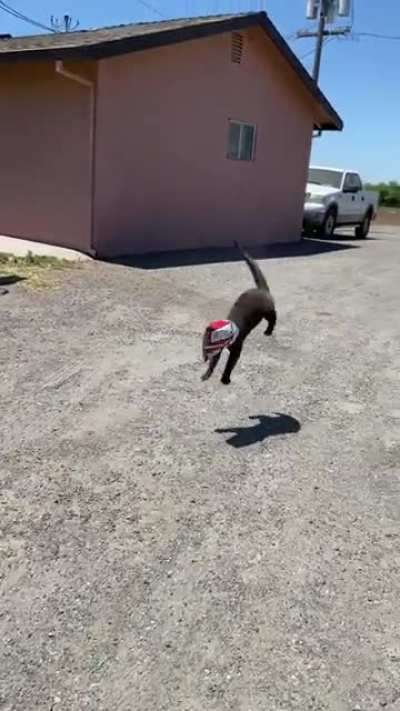 cat 0-1 trash can