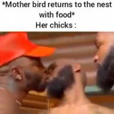 The nest: