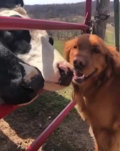 happy moos